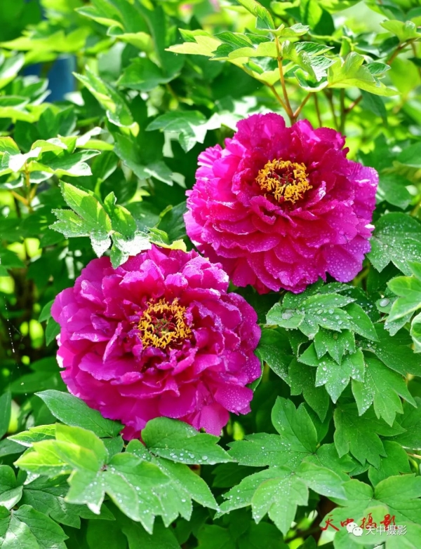 又到牡丹花开时不负光阴不负春