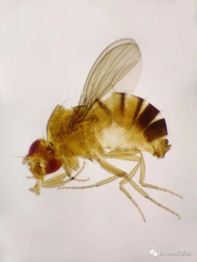 inSona健康课堂：昼夜节律与健康照明的奥秘（上）