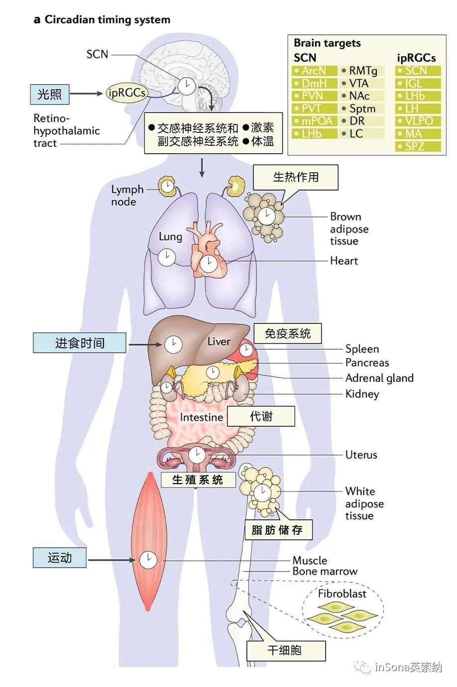 inSona健康课堂：昼夜节律与健康照明的奥秘（上）
