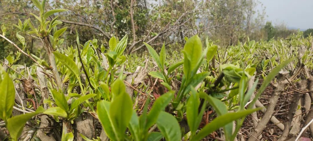 美轮美奂的天然茶园简直恍如仙境,华蓥市红岩茶园