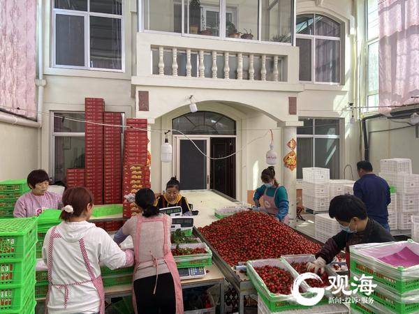 西瓜农产品销路,西瓜西红柿购销