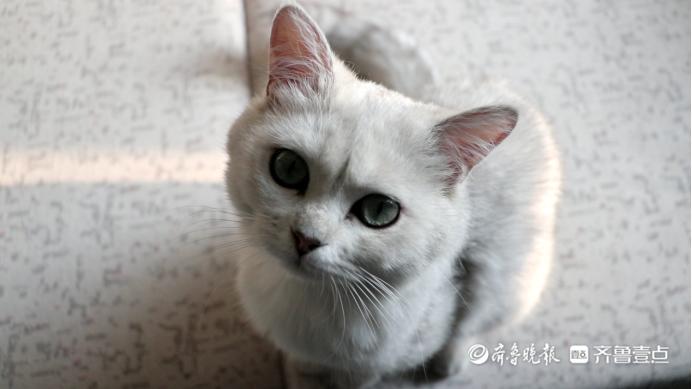 铲屎官你家猫粮在天命圈吗,铲屎官家猫咪