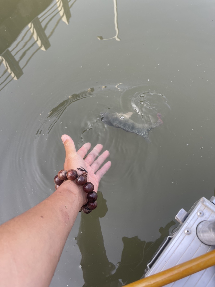 「518」小罗非垂竿自上，清道夫碳烤“美味”眼泪流