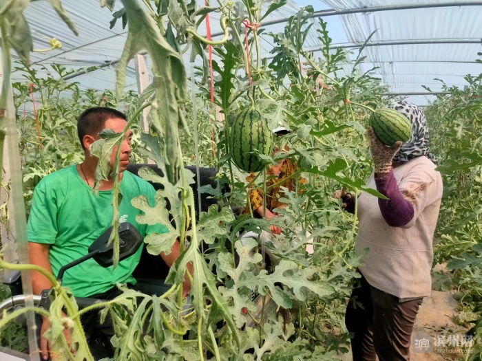 贵州丹寨吊瓜套种喜丰收,大棚葫芦瓜喜丰收