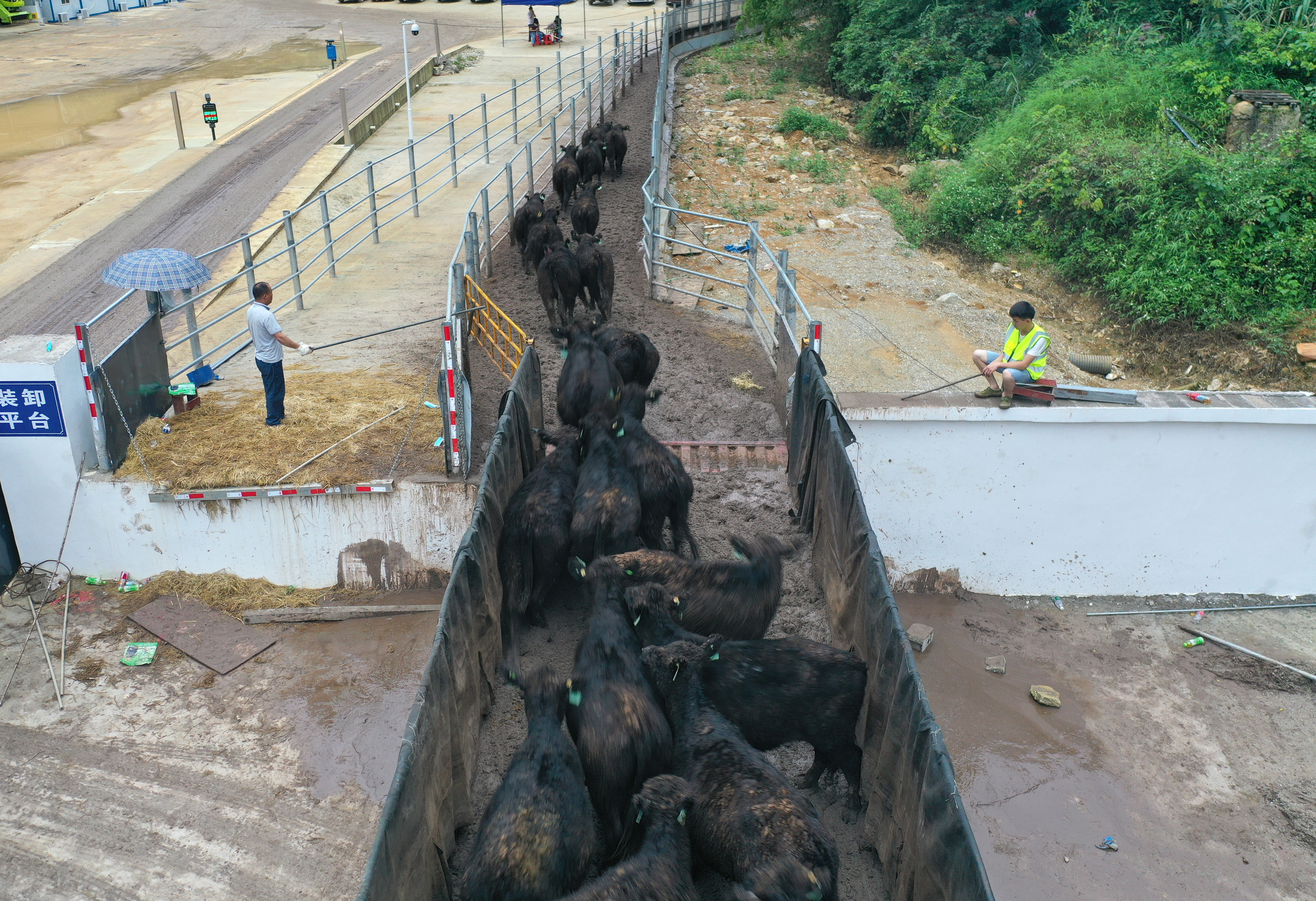 （经济）万头新西兰种牛将“落户”崇左