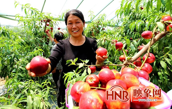 驻马店市驿城区桃采摘,驻马店市驿城区可以摘桃