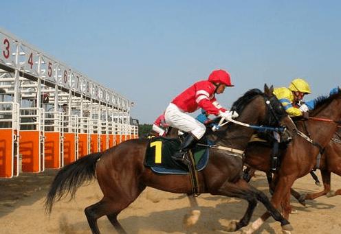 非遗赛马项目,少数民族赛马纯血马