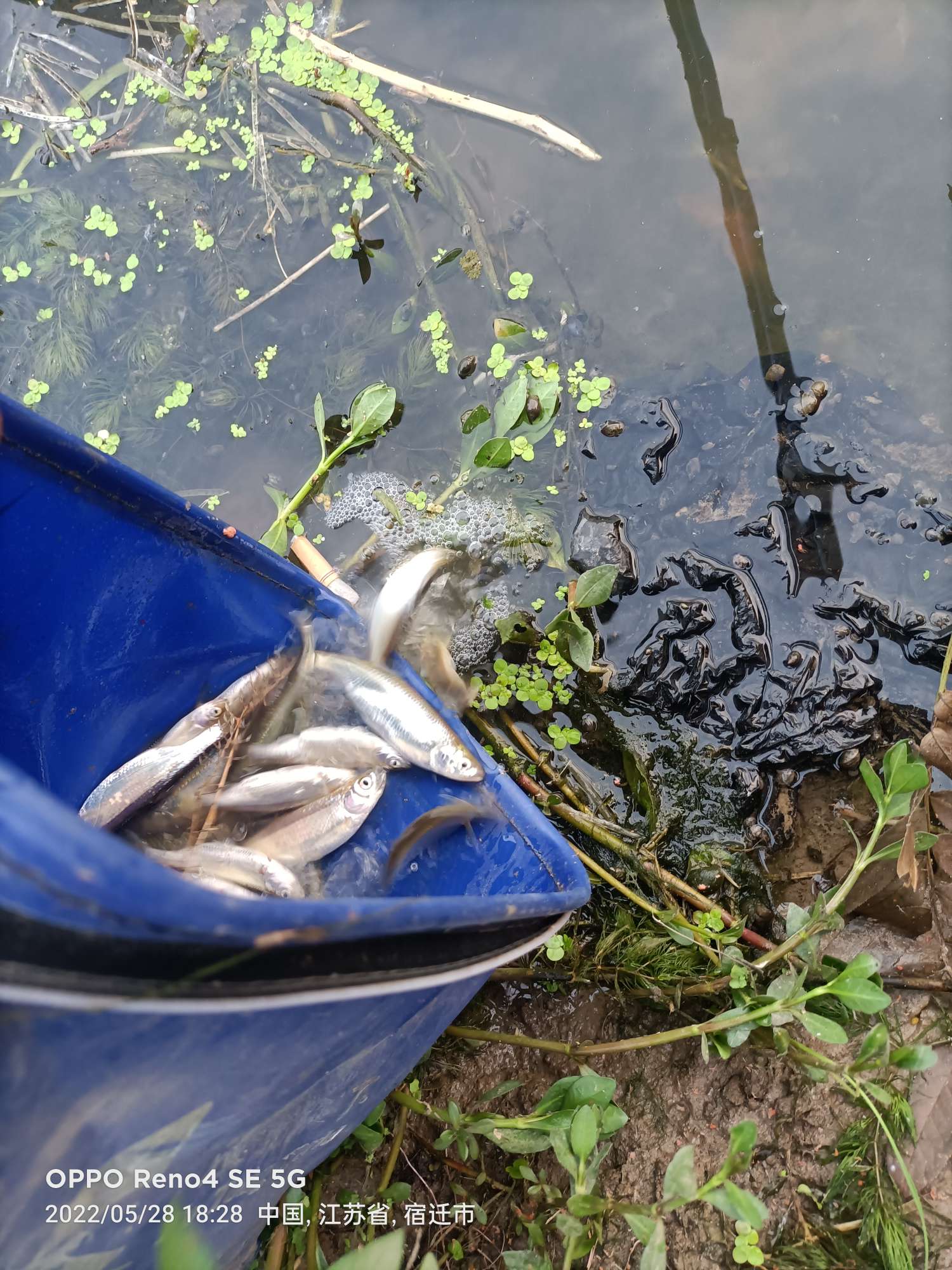 「5月鱼获」来者不拒，成功与餐条结缘