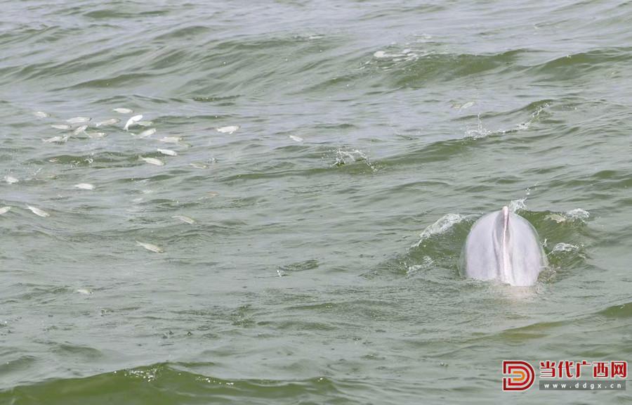 鍖楅儴婀剧殑寰瑧,瀹堟姢鍖楅儴婀炬渶缇庢捣宀哥嚎