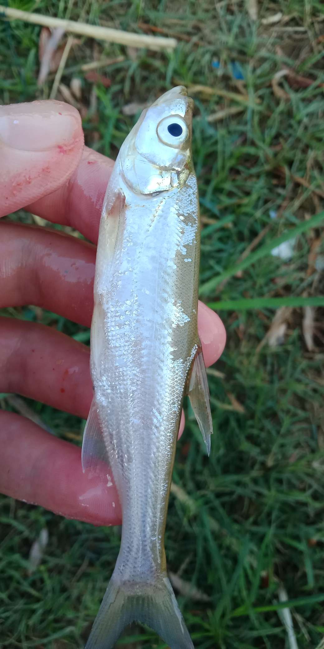 浑身亮甲如新衣，一生靓仔它美气