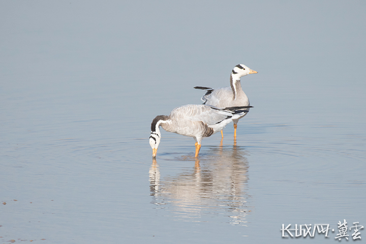 衡水湖国家级自然保护区昆虫种类 (衡水湖昆虫)