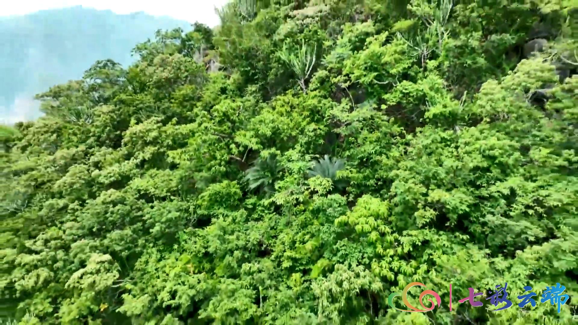 罕见！大围山红河苏铁雌雄花同季绽放