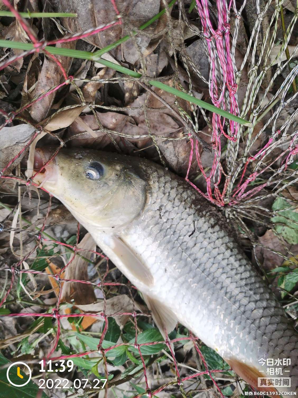 「七月鱼获」骗最憨的巨草！上最憨的洋当