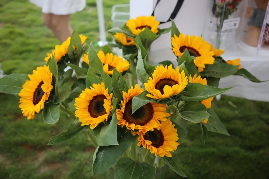 大理弥渡数字农业公园抖音团购,大理弥渡数字农业公园优惠