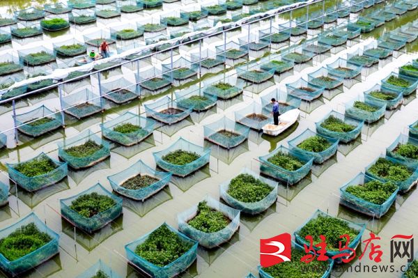 汝南县常兴镇：人大代表引领富民产业兴旺