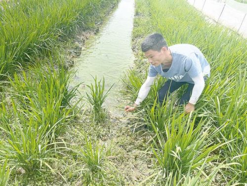 稻蛙共生高效生态种养技术,蛙稻共生农业水产养殖