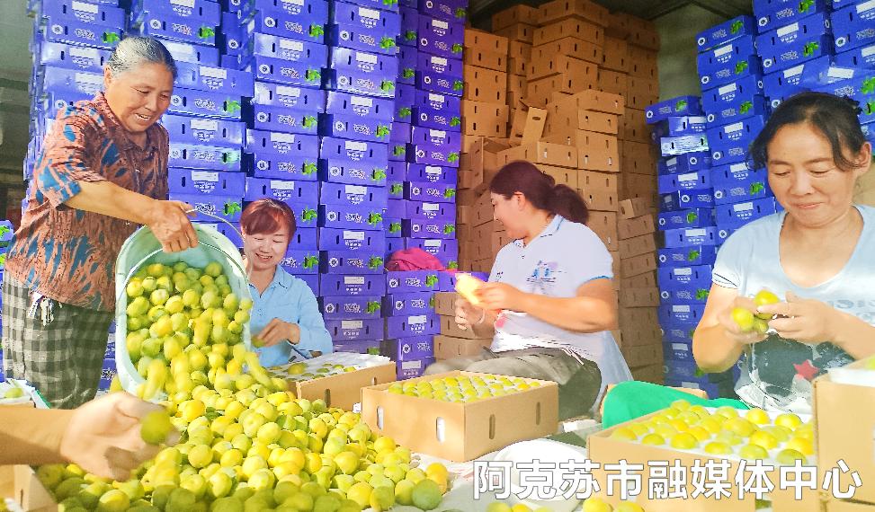 「乡村振兴」与“李”相约，嘎嘣脆的李子熟啦