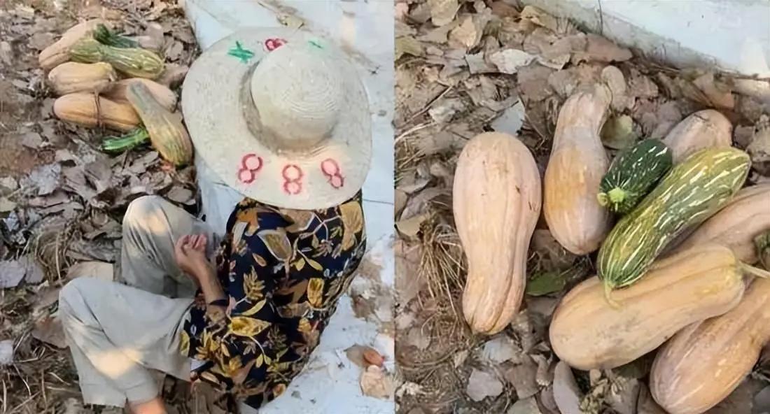 老人组团偷瓜年龄不是免罚理由,老人组团偷瓜当事人