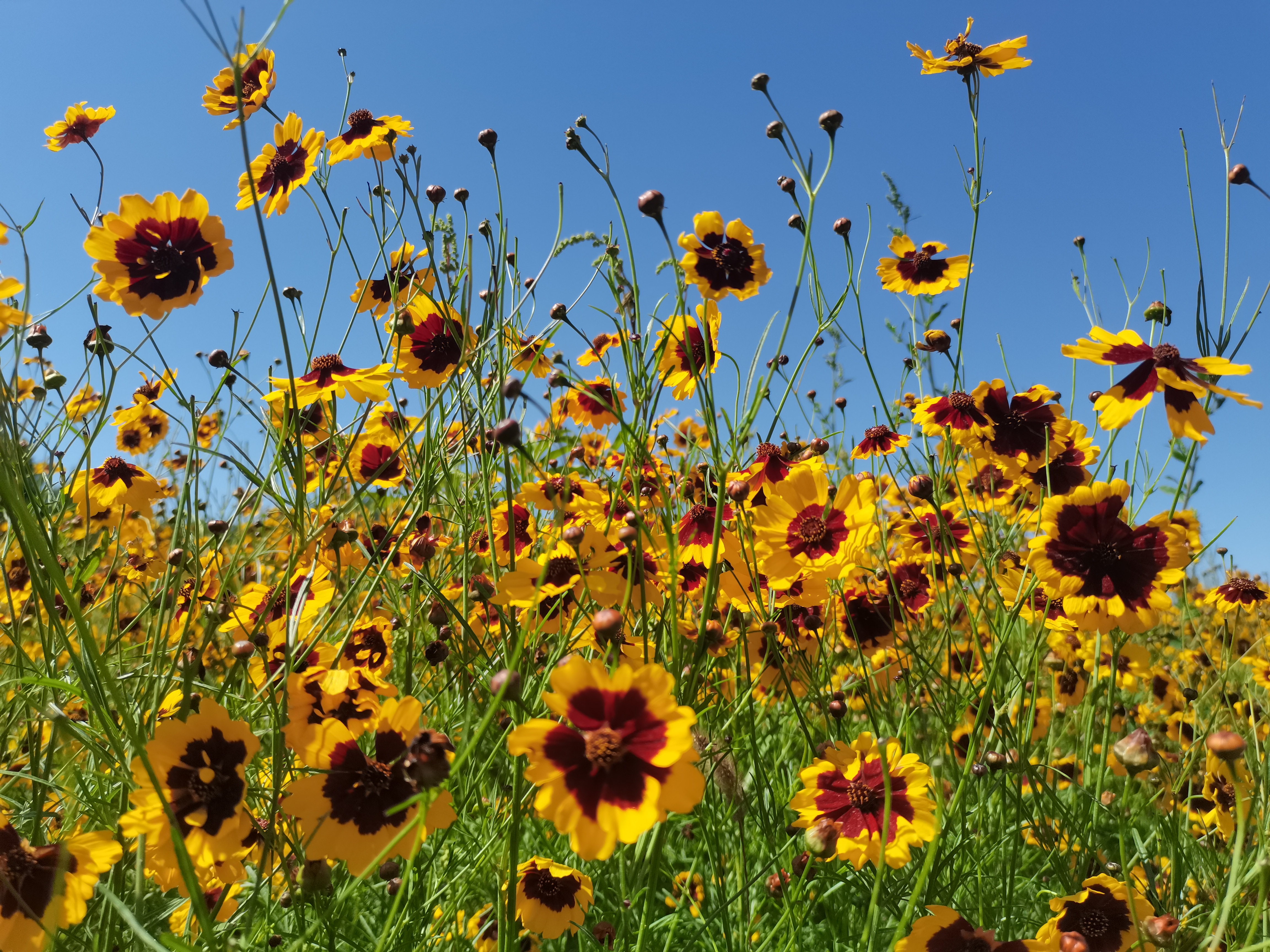 昆仑雪菊是昆仑山上的菊花吗,昆仑雪菊长飞蛾