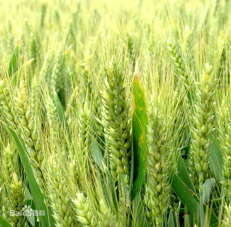 杂交绵羊与山羊,绵羊和肉羊能杂交吗