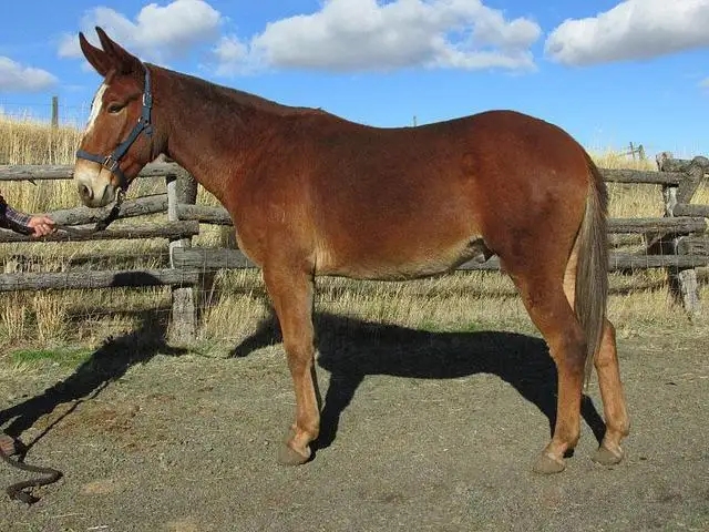 杂交绵羊与山羊,绵羊和肉羊能杂交吗