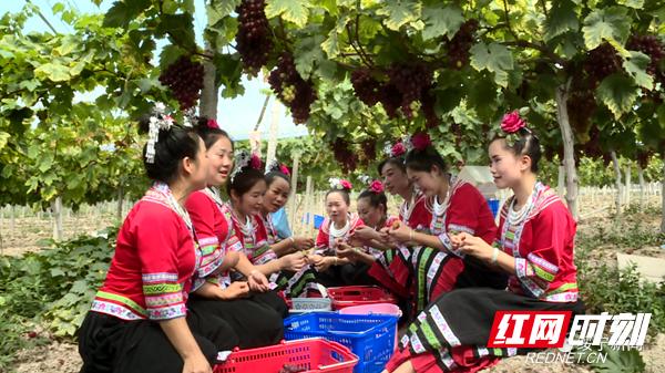 绥宁粽叶厂托起瑶乡致富梦,绥宁乡村振兴