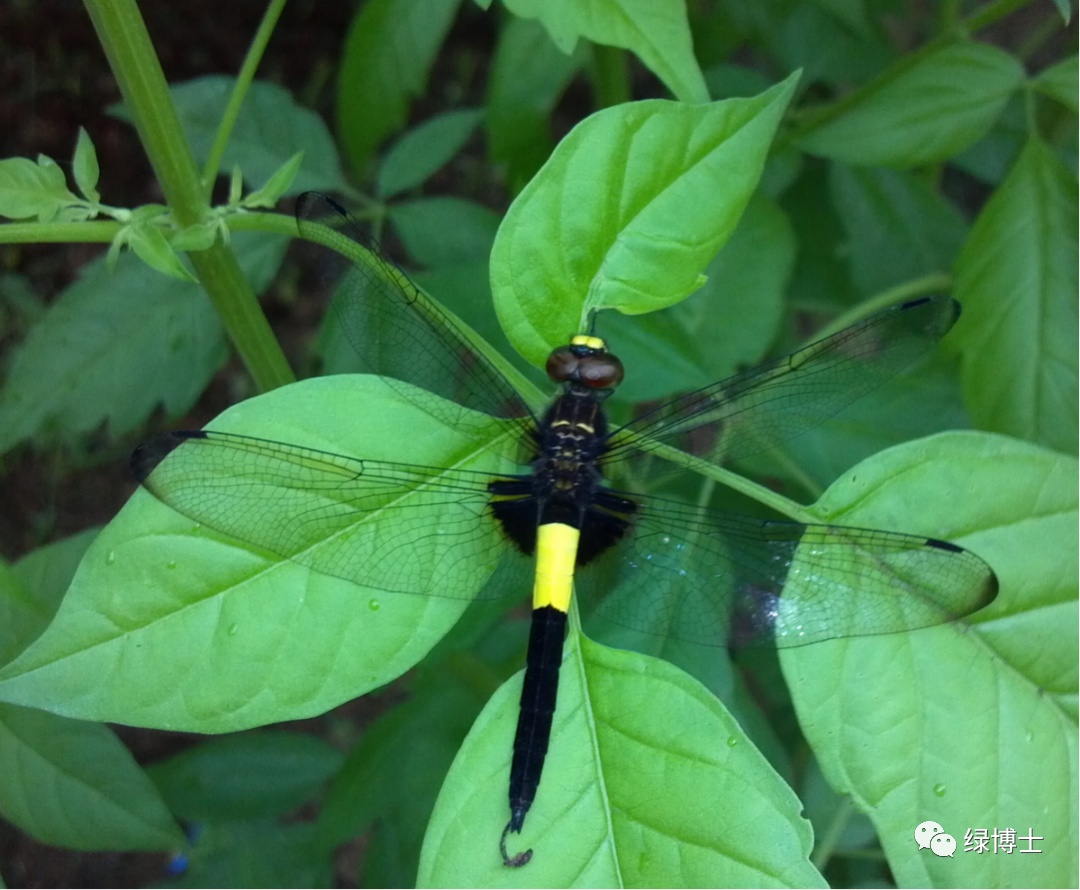 集结出列~来看上海常见的昆虫“战斗机”群