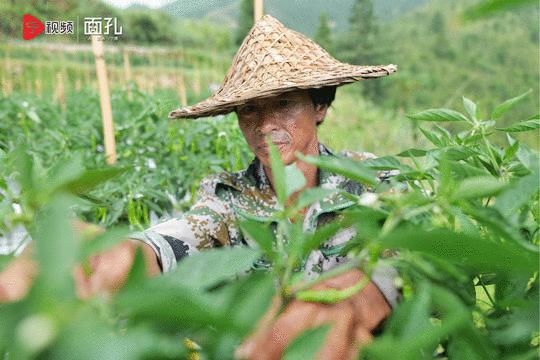 寿宁县大安乡银山花田,寿宁亭溪银山花田景区