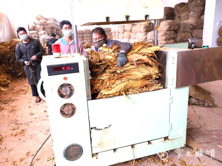 麒麟区东山镇：1.49亿元“黄金叶”铺就群众致富路