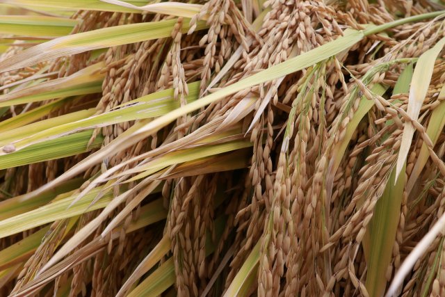 哈尼梯田稻鱼鸭种养迎丰收,梯田稻花鱼丰收