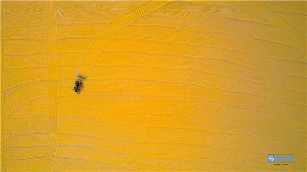 山东哪里的玉米最好,山东玉米高产前十名