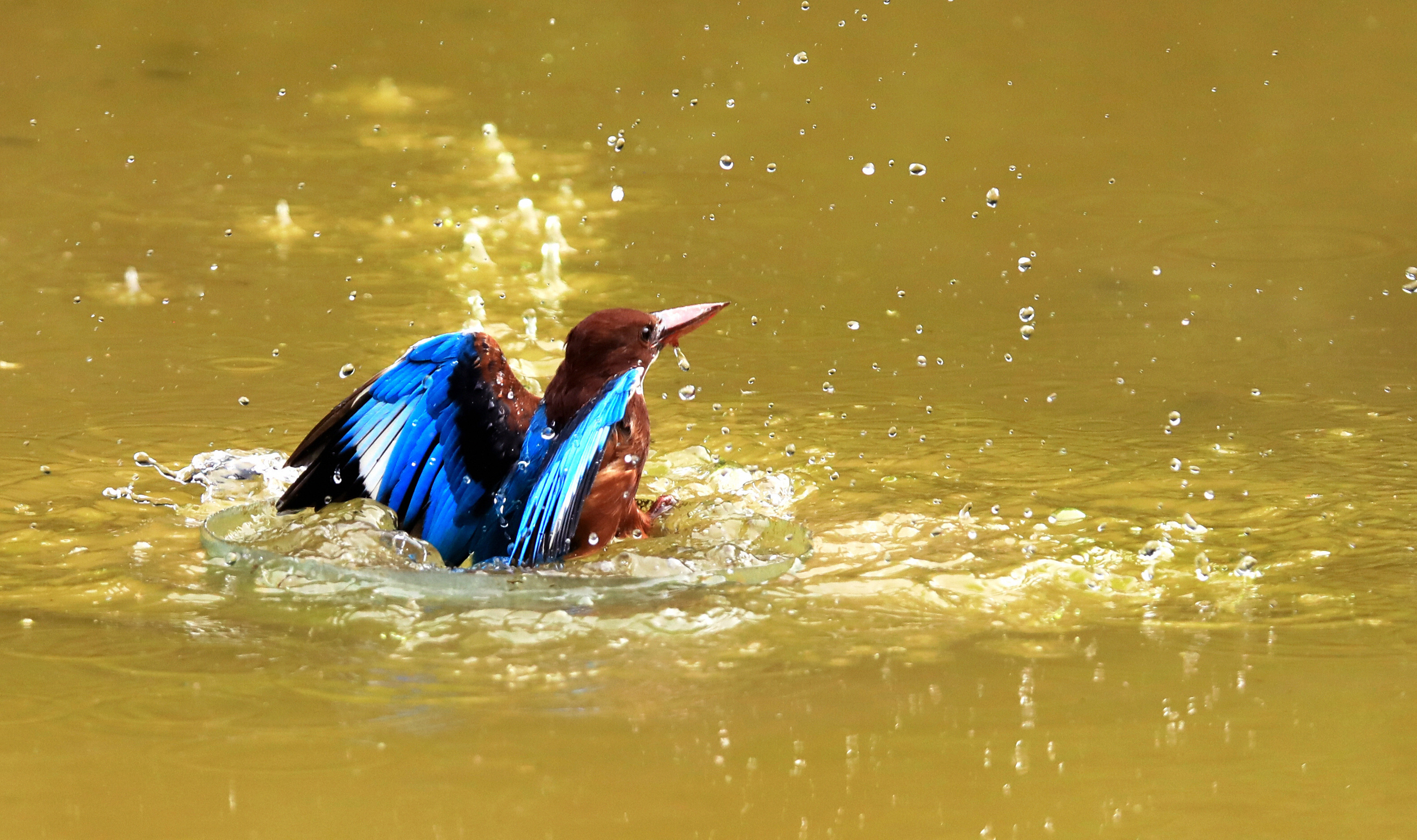 普者黑喀斯特湿地公园,普者黑湿地