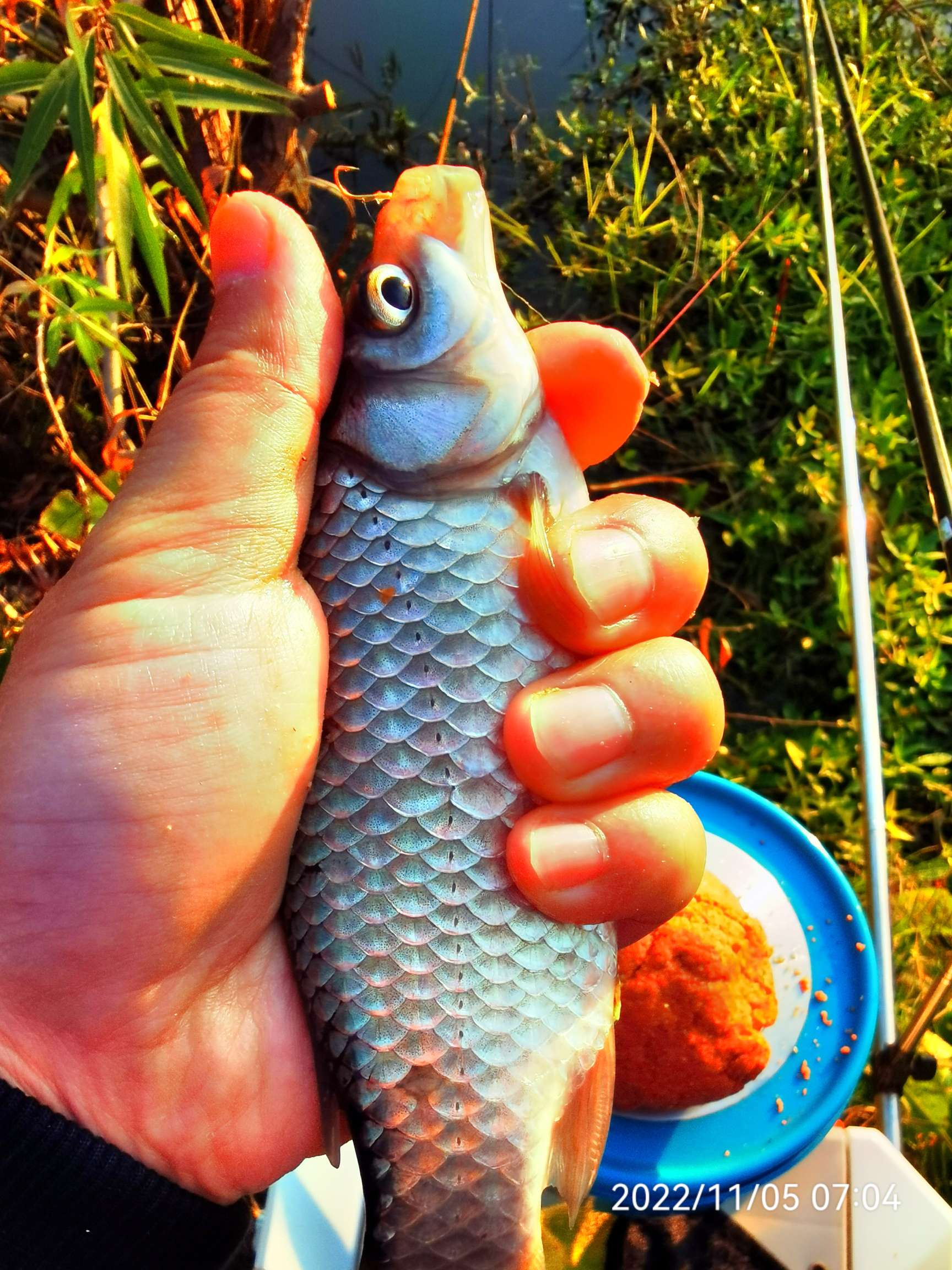 特别好用腥香饵料怎么钓鱼,鱼饵料腥香野钓