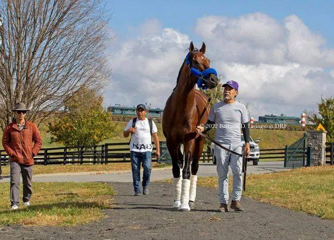 世界最快的马前三,世界第一快马拉松