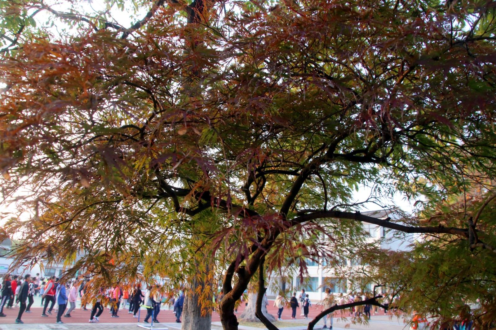 苏州美景图片大全大图,苏州水乡绝美的景色全景图