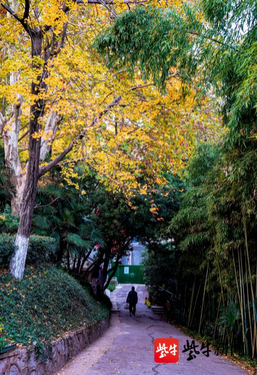 南京观银杏最近最美去处,南京赏银杏好去处