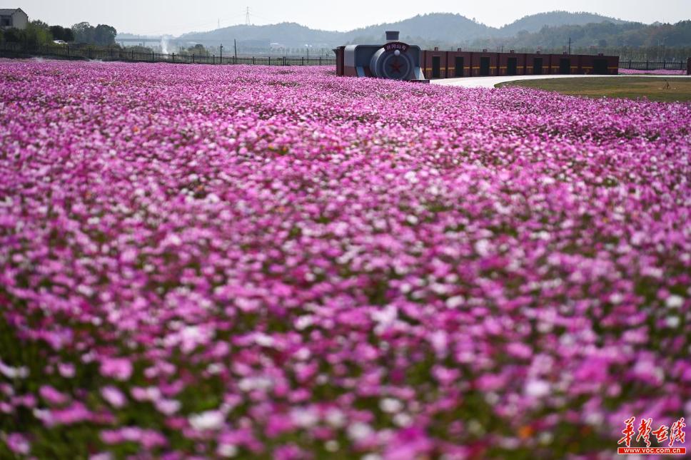 「这届红博别样红」韶山建了一座“芳草园”?原来背后有深意