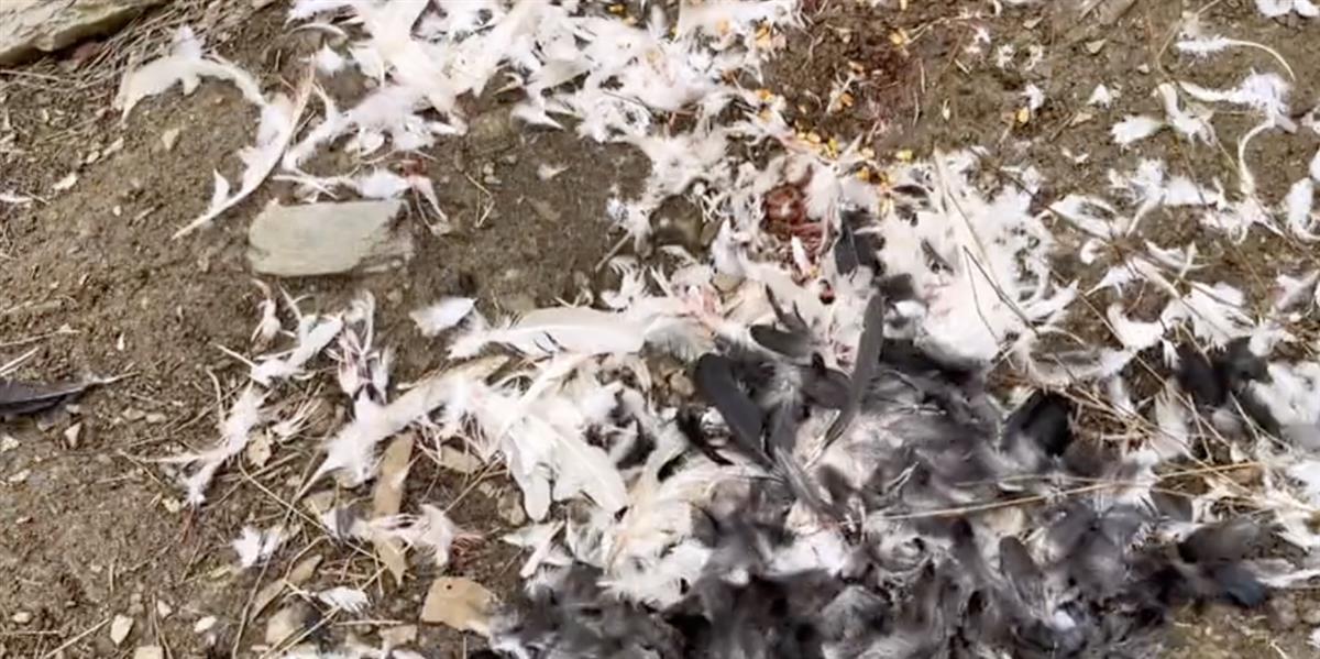 养鸡却被金雕吃了,开养鸡场结果被金雕偷吃