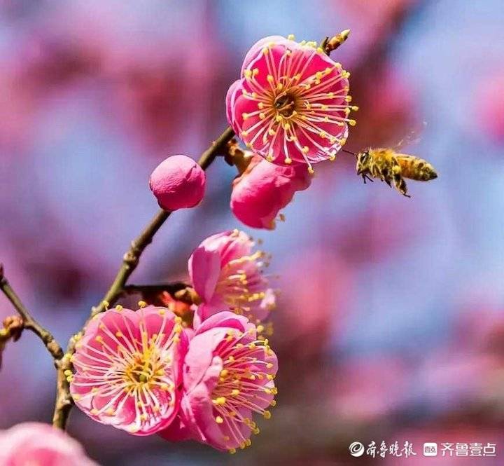 梅花香自苦寒来宝剑锋从磨砺出,梅花香自苦寒来