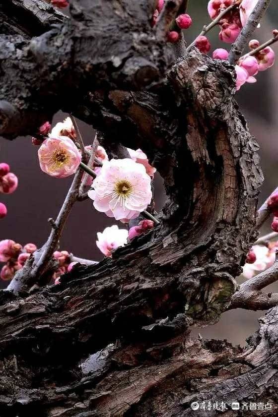 梅花香自苦寒来宝剑锋从磨砺出,梅花香自苦寒来