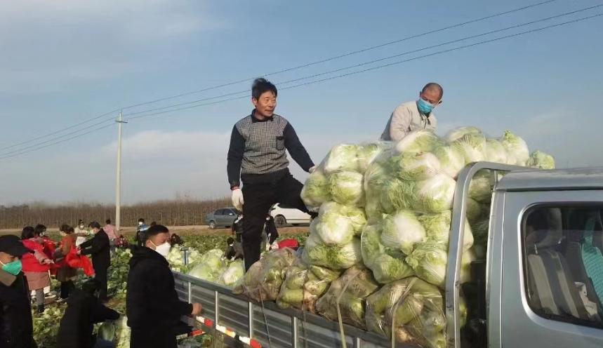 情系菜农,情系三农为民排忧解难