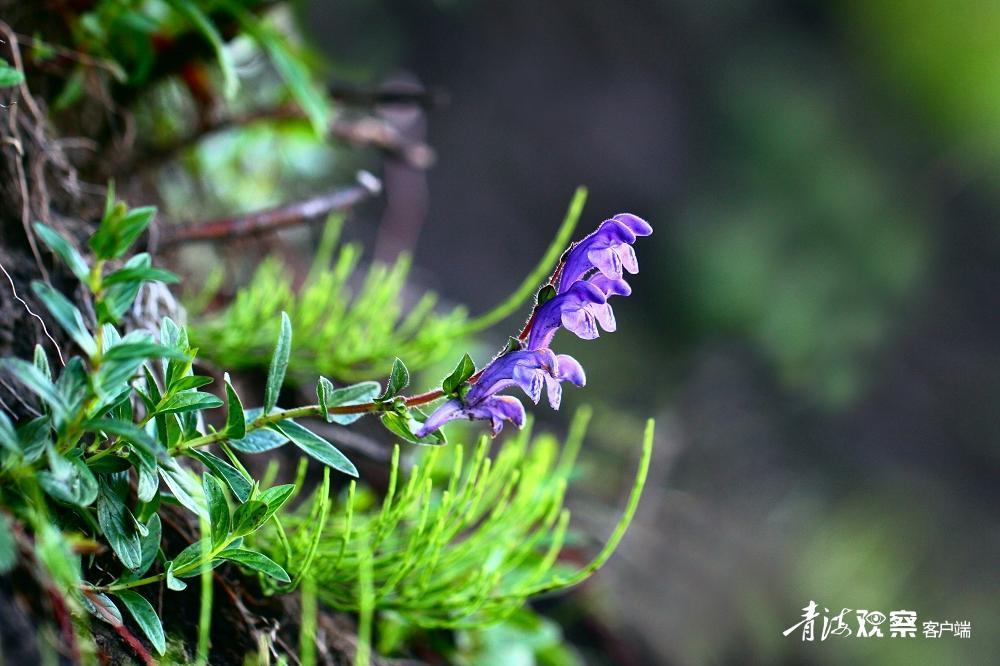 高原上的各种花真是太美了 (高原上的各种美丽花)
