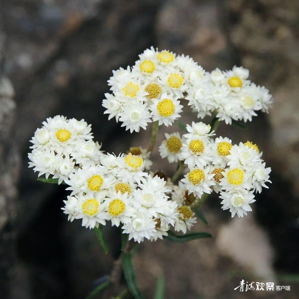 高原上的各种花真是太美了 (高原上的各种美丽花)