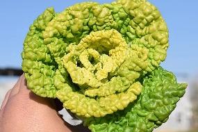 你好幼儿园主题活动方案,你好幼儿园活动