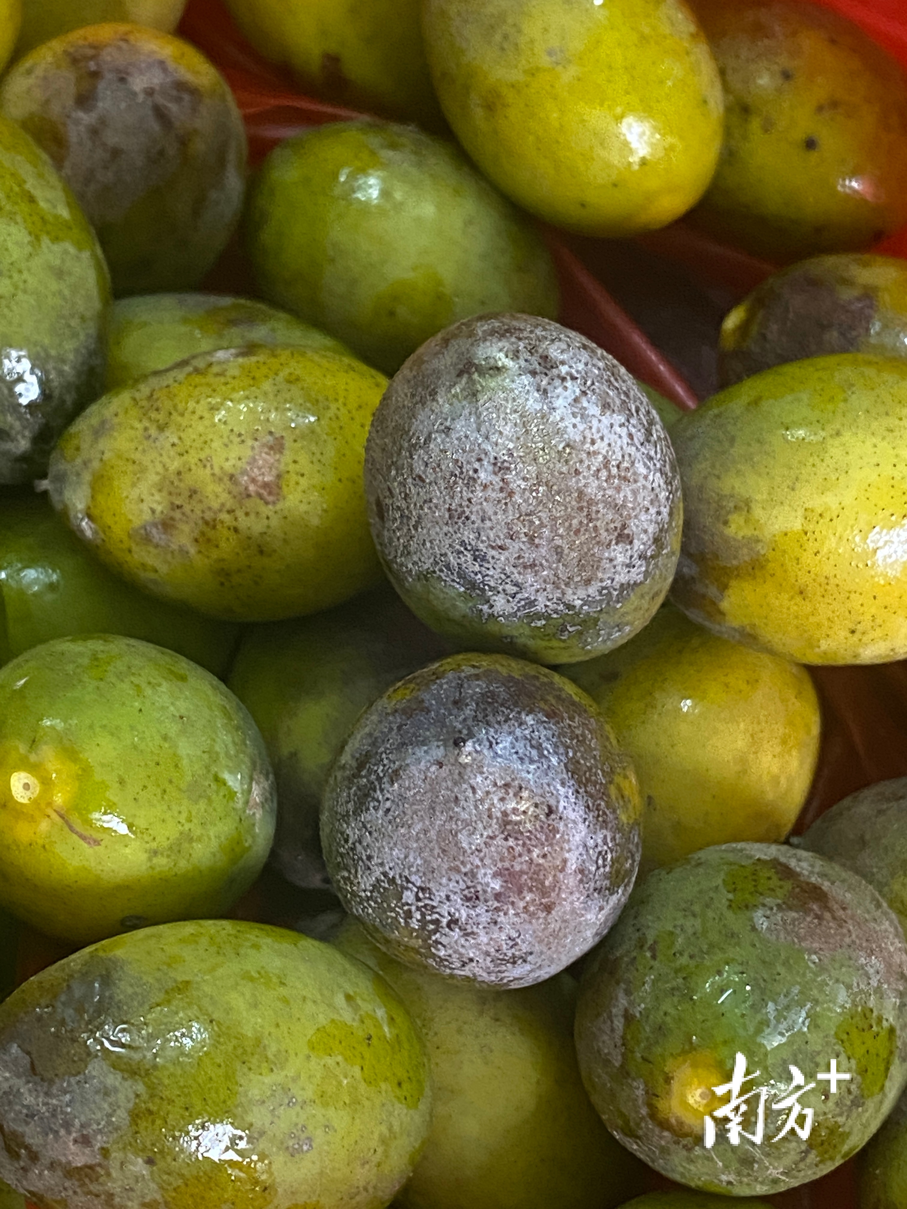 市面上好吃的橄榄有几个品种,橄榄的种类和区别