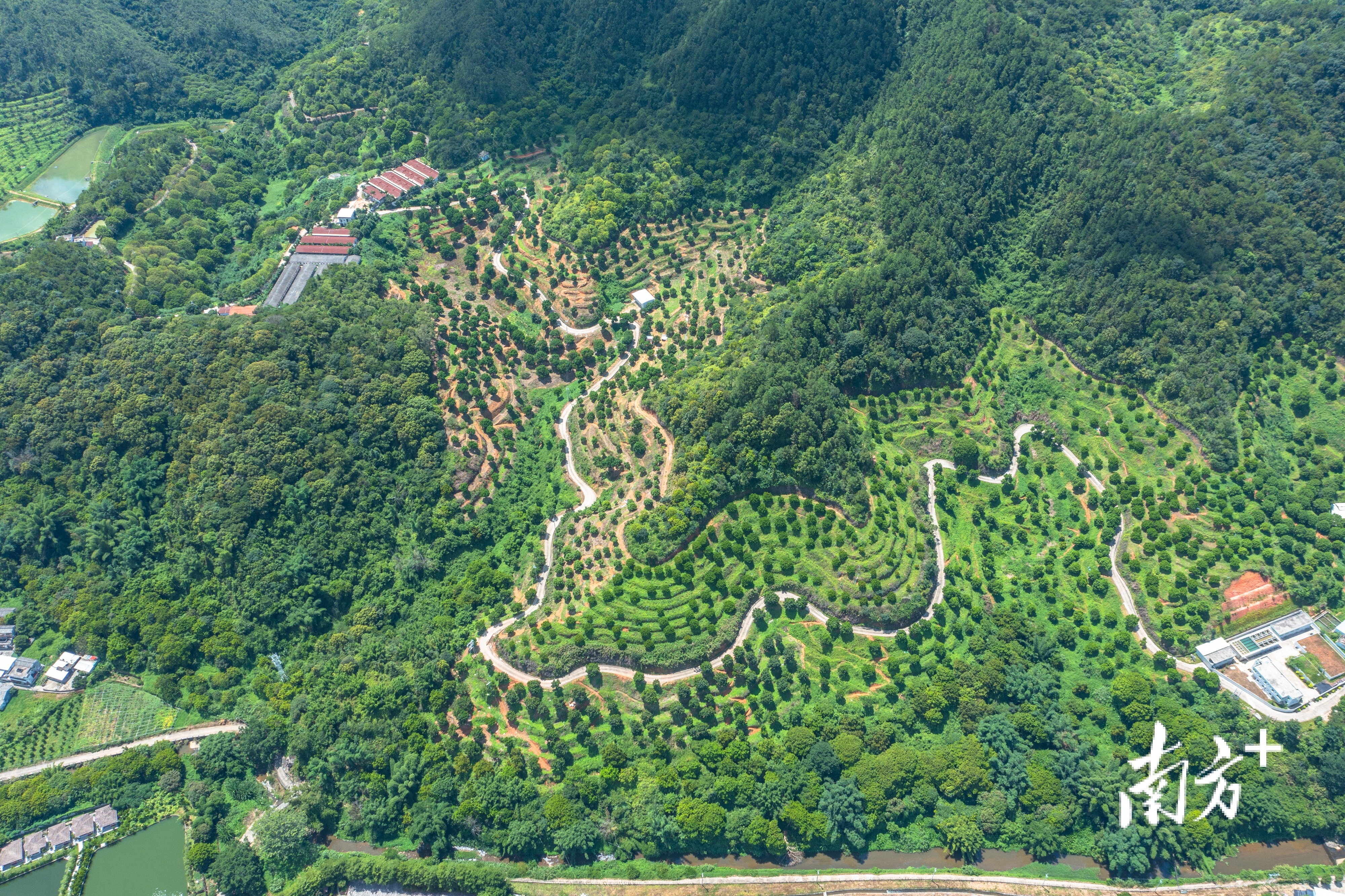 南方特稿丨小橄榄大突围