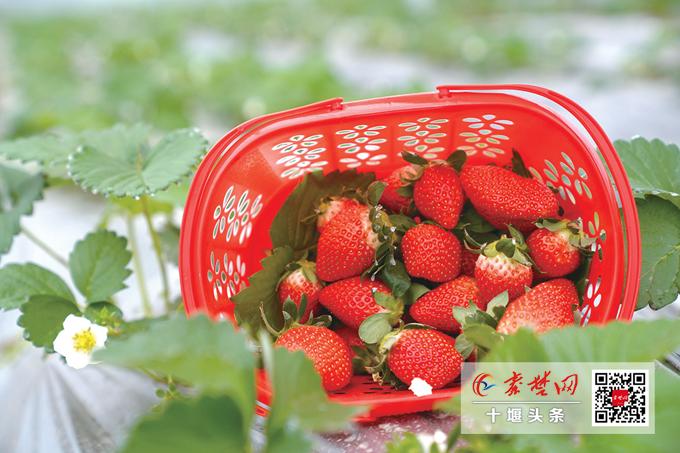 我的家乡蒿坪,我的家乡在蒿坪