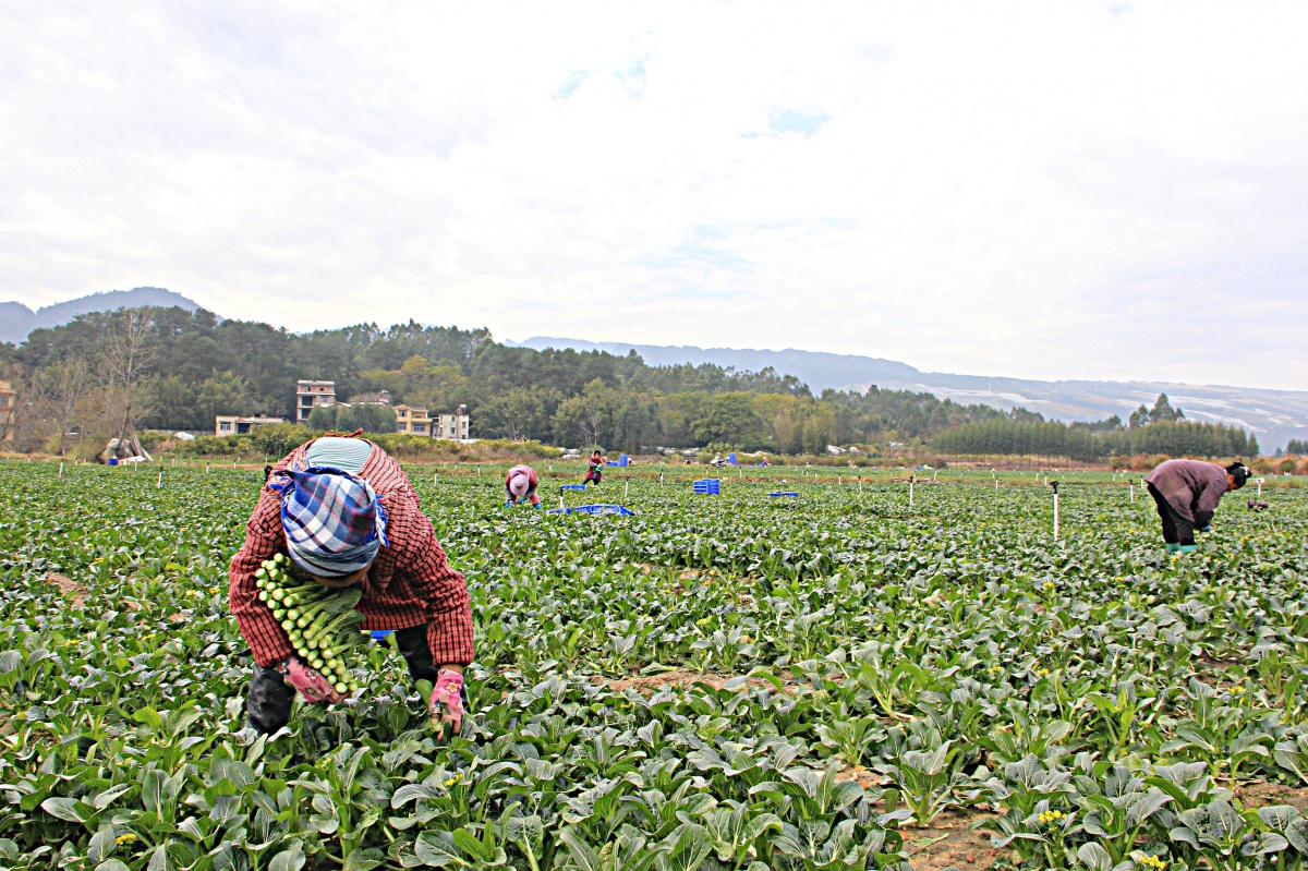 大美中国最美广西,大美中国之广西北部湾