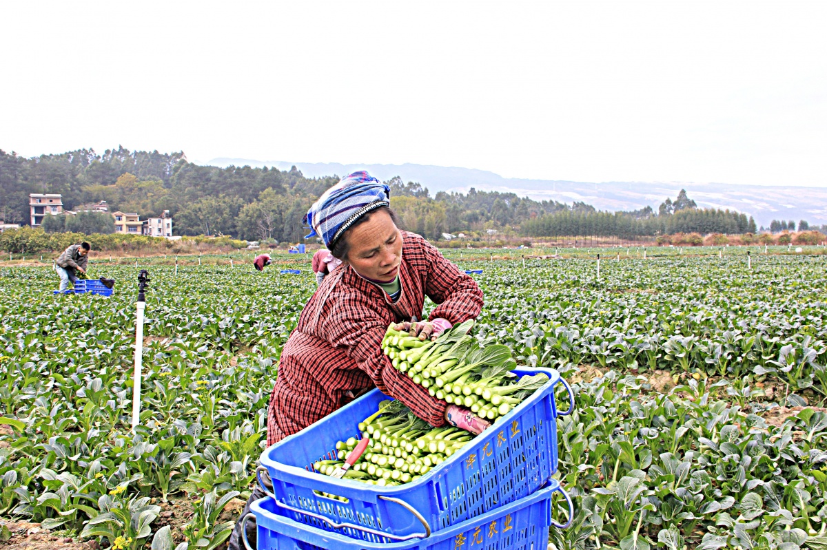 大美中国最美广西,大美中国之广西北部湾