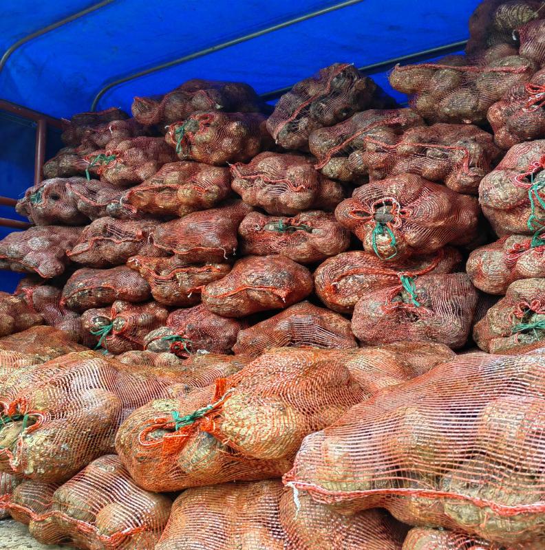 魔芋种植致富故事,云南种魔芋一亩赚多少钱